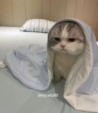 哇 這隻貓咪也太療癒了吧！毛茸茸的模樣超萌的～